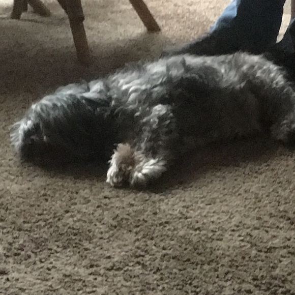 Meet your Posher, Patsy - Picture 1 of 1